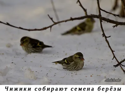 Чечётка | Пикабу