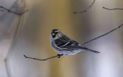 Что едят чечетки. Carduelis flammea. | BirdWatch.by