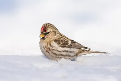 Скачать обои снег, птица, чечётка, snow, bird разрешение 3783x2522 #117889