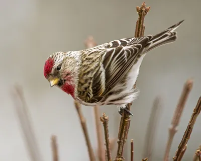 Файл:Carduelis flammea CT6.jpg — Википедия