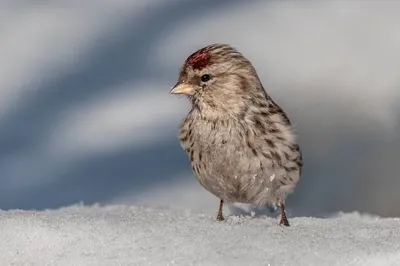 Чечетка (Acanthis flammea). Фотогалерея птиц. Фотографии птиц России,  Беларуси, Украины, Казахстана, Таджикистана, Азербайджана.