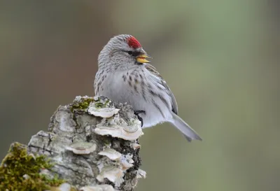 Обыкновенная чечётка (Acanthis flammea) / Статьи / Птицы Европы