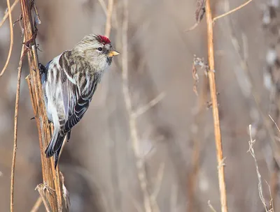 Чечётка, Acanthis flammea flammea, Common Redpoll | Москва, … | Oleg  Nabrovenkov | Flickr