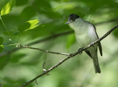 Славка-черноголовка / Sylvia atricapilla / Blackcap | Flickr