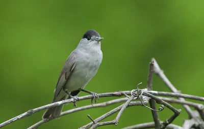 Славка-черноголовка / Sylvia atricapilla / Blackcap | Flickr