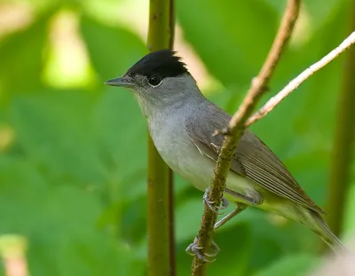 Славка-черноголовка (Sylvia atricapilla) Blackcap - Славковые (Sylviidae) -  Воробьеобразные Passeriformes - Классификатор птиц Таганрога и  Неклиновского района - Птицы Ростовской обл.В основе-Птицы  Таганрога/Некл.р-на