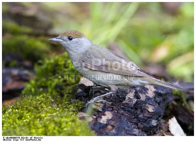 Жаворонки, ласточки, славки/Славка-черноголовка -  Blackcap/11_DSC1295_Blackcap_scanning_86pc