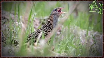 Голоса птиц Как поёт Коростель (Crex crex) - YouTube