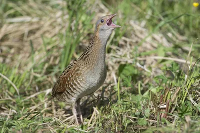 Bird_and_birds. - Коростель (дергач), самец; лат. Crex crex; англ. Corn  crake, corncrake or landrail, male. Эту птицу слышали практически все, но  видели очень немногие. В брачный период самец издает сильный многократно  повторяющийся