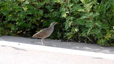 Corncrake (Crex crex) - YouTube