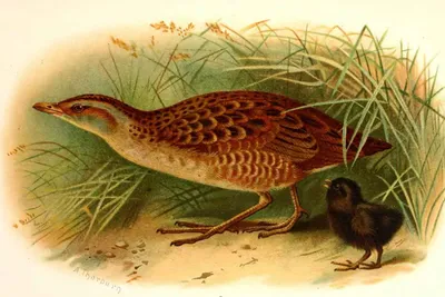 Коростель - охотничья птица, болотная дичь