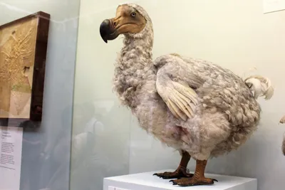 Учёные могут воскресить вымершую птицу додо — Ferra.ru