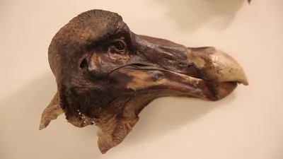 Додо-птица | Пикабу