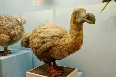 Генетики в США планируют воскресить птицу додо