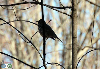 Усы, лапы и хвосты on X: \"Распространенная птица в Европе: черный дрозд. На  фотографии самец, у самок оперение серое. Предпочитает селиться в хвойных,  смешанных или лиственных лесах с хорошим подлеском и сыроватой