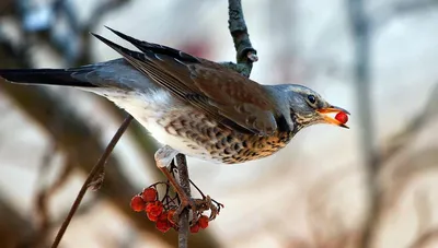 Птица-дрозд, смотрящая прямо впереди Стоковое Фото - изображение  насчитывающей орнитология, оперение: 162254652