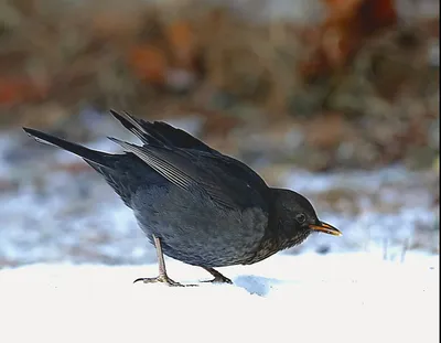 Певчий дрозд: птица с желтым клювом - перелетная или нет