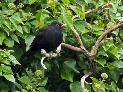 Небольшая черная птица с желтым клювом - 63 фото