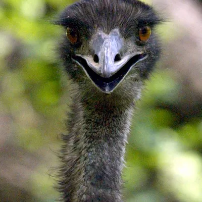 В Японии разыскивают полсотни сбежавших с фермы гигантских страусов эму:  Происшествия: Мир: Lenta.ru