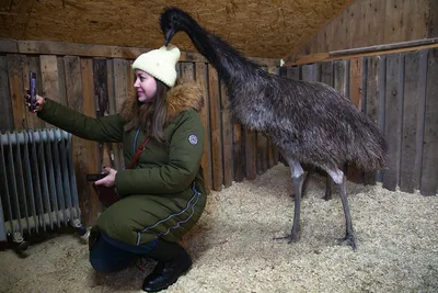 Австралийских страусов эму продают в Новосибирске - KP.RU