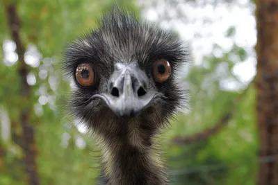 Emu Dromaius Novaehollandiae Пасутся Лугу Эму Вторая Величине Птица Мире  стоковое фото ©grapix 588870014