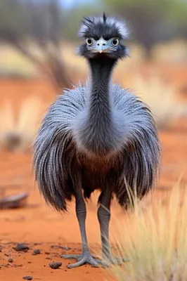 Эму: Самая большая птица Австралии – это не страус | ВКонтакте