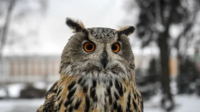 сова... Или филин? - но ух не видать))) #птицы #природа #путешествие  #Карелия #owl #birds #nature #travel #Kareliya #russia | Сова, Филины, Птицы