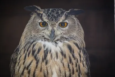 Хищная Птица Филин Bubo Bubo — стоковые фотографии и другие картинки  Великобритания - Великобритания, Горизонтальный, Дерево - iStock