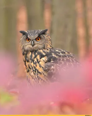 Филин — Bubo bubo / Галерея / Птицы России