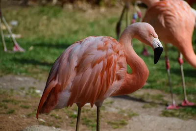 Обыкновенный фламинго – восьмое чудо света. Описание и фото птицы фламинго