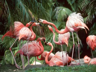 Bemypaint - Птица фламинго — это символ исполнения ваших желаний. Птицы  фламинго — красивы и необычны благодаря своему оперению. Некоторые виды  фламинго имеют яркое оперение, напоминающее пламя. Таких называют огненной  птицей. 👉Лот