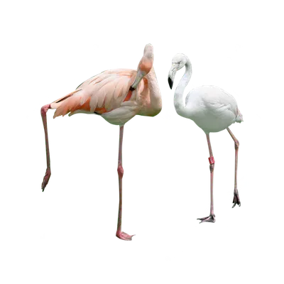 Птица Фламинго, Фламинго, клипарт, позвоночный, инкапсулированный  PostScript png | Klipartz