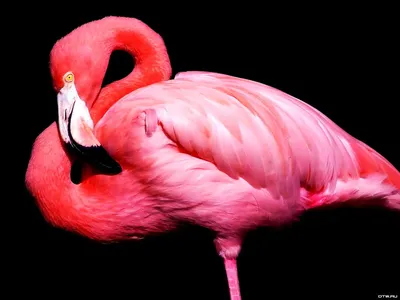 Фламинго Птица Животное - Бесплатное фото на Pixabay - Pixabay