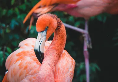 Фламинго розовая птица PNG , лес, птицы, тропические животные PNG рисунок  для бесплатной загрузки