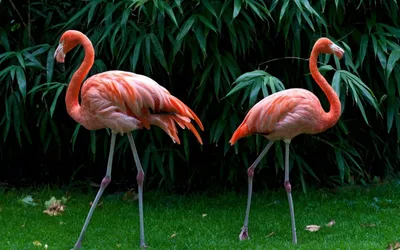 Фламинго: розовые птицы вскармливающие птенцов молоком | Вша Леонид | Дзен