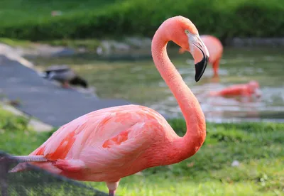 Интерьерная картина на холсте \"Розовый фламинго\" птицы и животные, размер  45x60 см - купить по низкой цене в интернет-магазине OZON (510980209)