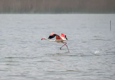Фламинго водоплавающая птица - 74 фото