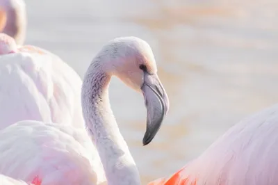 По озеру плывет розовая птица фламинго | Премиум Фото