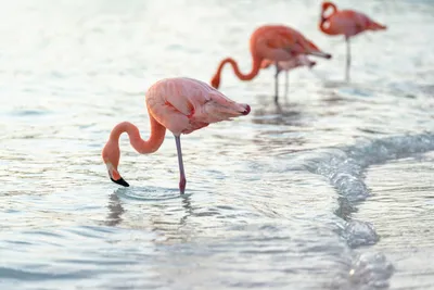 Раскраска Фламинго | Раскраски птиц. Картинки птиц, рисунки птиц