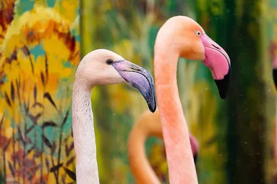 Бесплатные стоковые фото на тему животное, крупный план, птица, фламинго,  фотографии животных