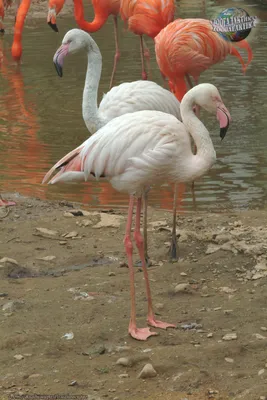 Фламинго: Как выглядит, Где обитаем, Чем питается и Интересные факты (Фото)