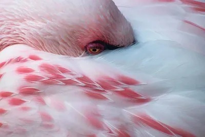 Розовые фламинго в нацпарке Тузловские лиманы попали на фото | РБК Украина
