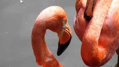 Скачать обои фламинго, сон, птица, flamingo, sleep разрешение 5333x3555  #130452