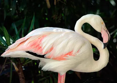 Серия птиц Фламинго . размер 25 см Материал шерсть, каркас . #фламинго  #розовый #шерстяной #ручнаяработа | Instagram