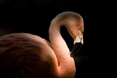 Бесплатное изображение: экзотические, водные птицы, Фламинго, Клюв, Дикая  природа, болотных птиц, птица, вода