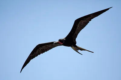 Эквадор. Великолепный фрегат (Fregata magnificens).