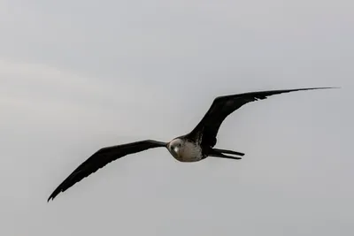 Фрегат-птица в полете стоковое изображение. изображение насчитывающей полет  - 162154023
