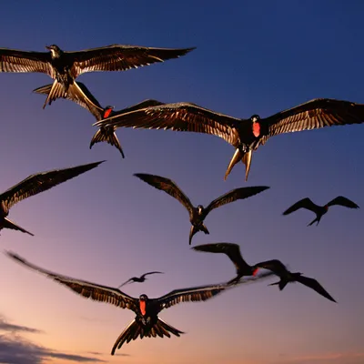 Интересные факты о птицах фрегатах — Музей фактов