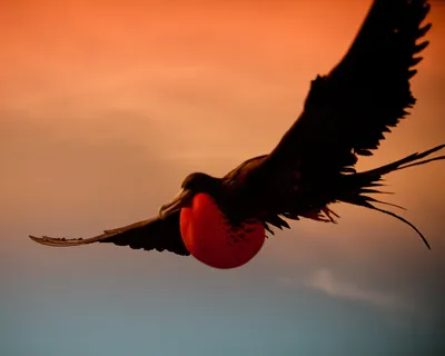 Фрегат птица летит в голубом небе большая морская птица | Премиум Фото
