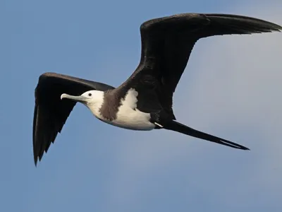Фрегат птица летит в голубом небе большая морская птица | Премиум Фото